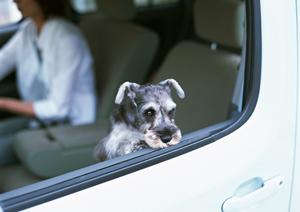 安心・信頼の車屋車検ガイド｜費用・スピード・品質を徹底比較して選ぶポイント