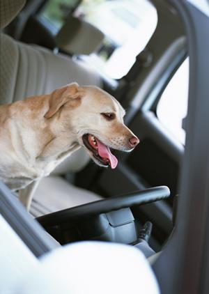 スポーツカーを買い取ってもらうには